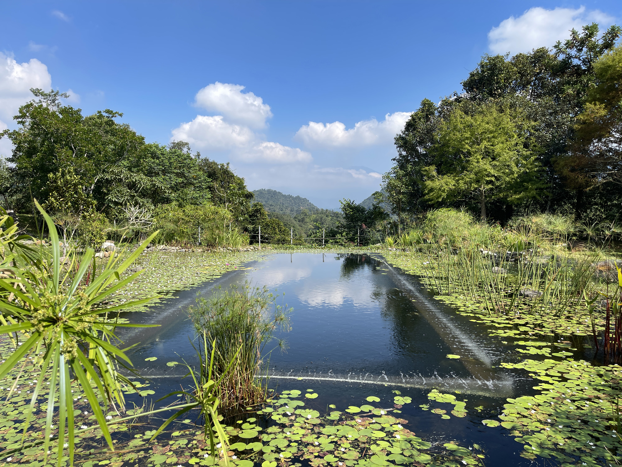 生態池